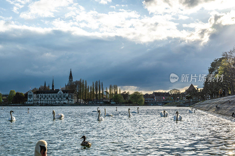 在一个阳光明媚的春日里，天鹅在湖上游泳，背景是Steigenberger Inselhotel酒店和梅恩斯特和莱茵河大桥。康斯坦茨，康斯坦茨湖，巴登-符腾堡州，德国，欧洲。